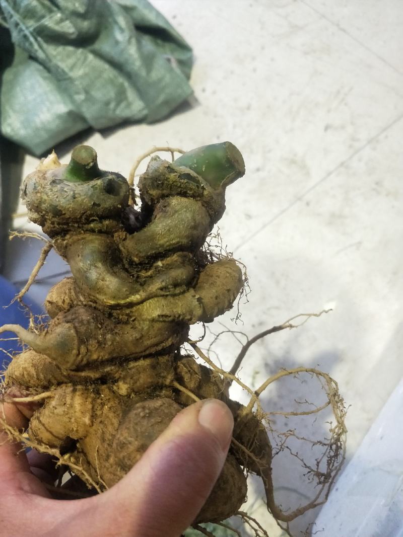云南竹节参大量上市中，自产自销，品质保证，欢迎电话联系