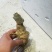 云南竹节参大量上市中，自产自销，品质保证，欢迎电话联系