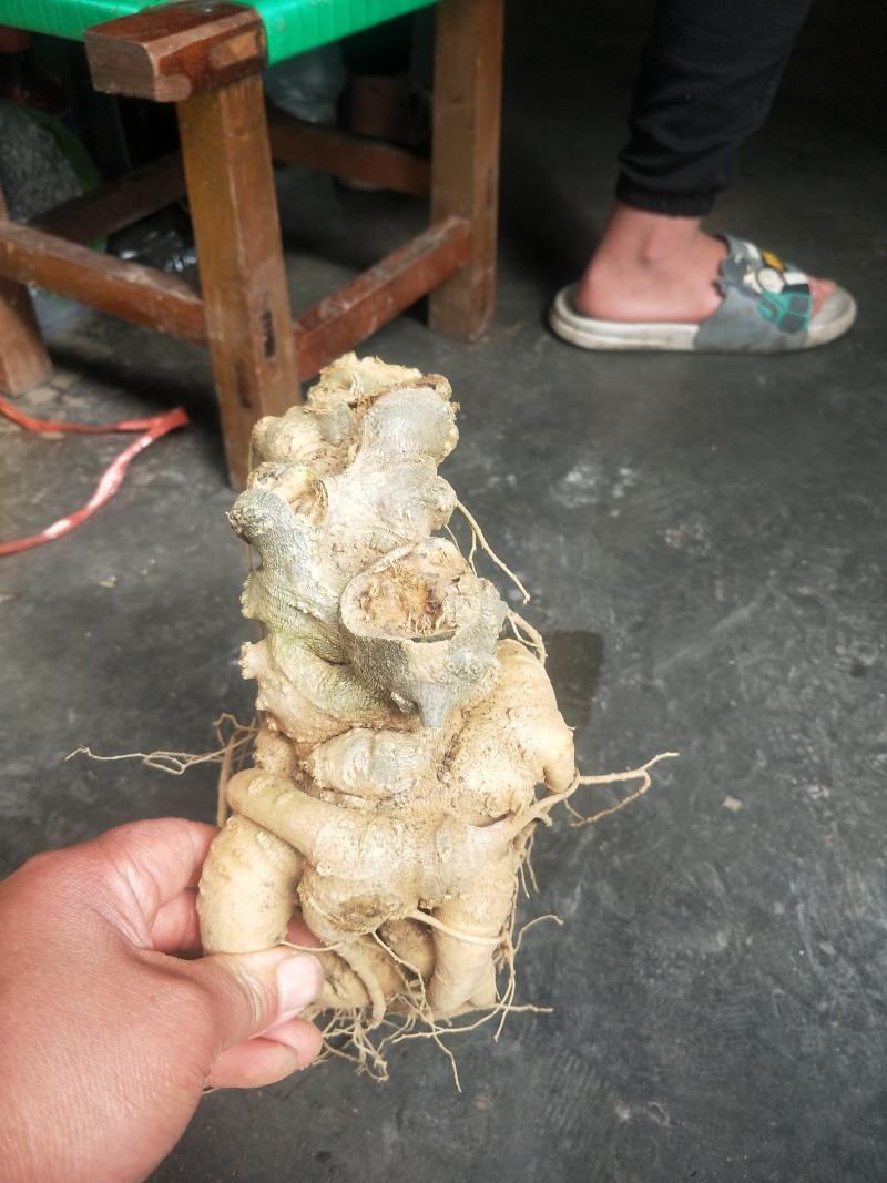 云南竹节参大量上市中，自产自销，品质保证，欢迎电话联系