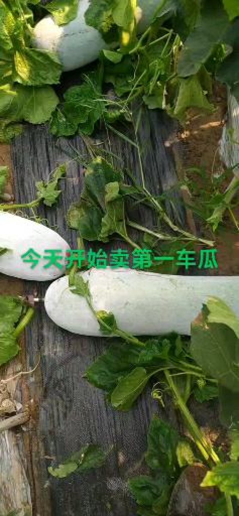 白皮吊冬瓜