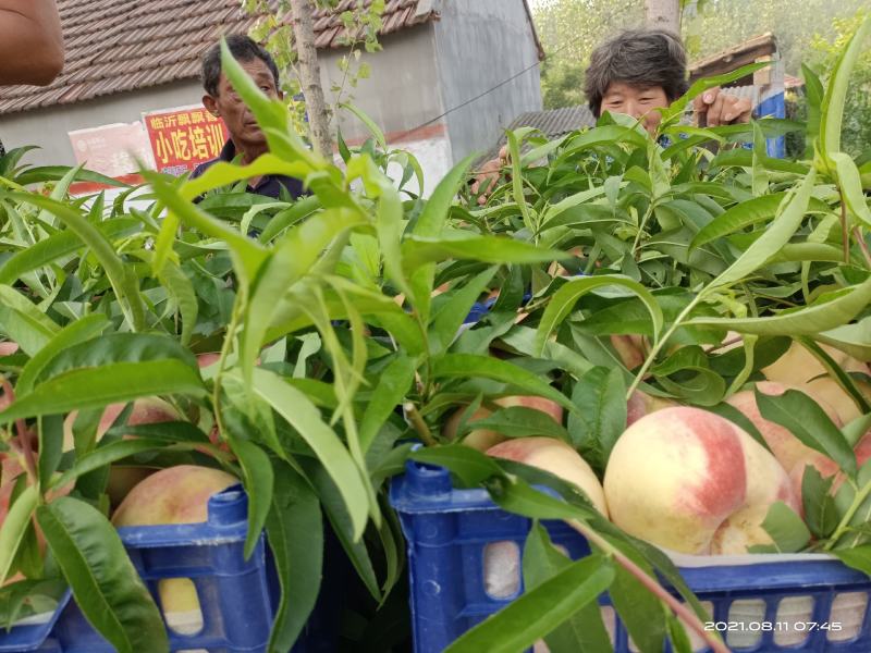 新世纪红桃大量上市，等