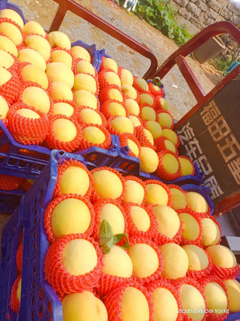 新世纪大量上市，黄毛