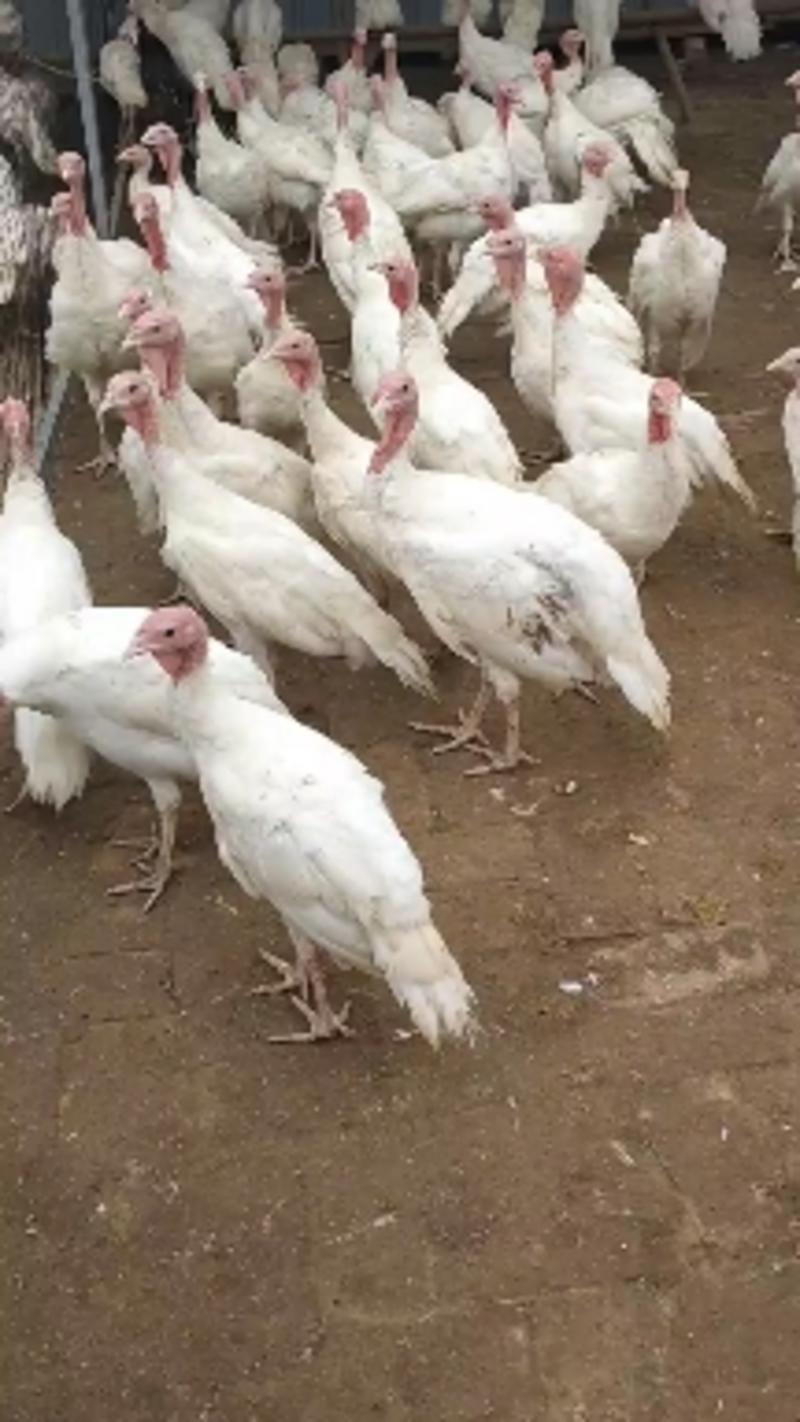 婆罗门鸡苗，支持全国各地发货婆罗门鸡种蛋，斗鸡种蛋，斗鸡