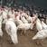 婆罗门鸡苗，支持全国各地发货婆罗门鸡种蛋，斗鸡种蛋，斗鸡