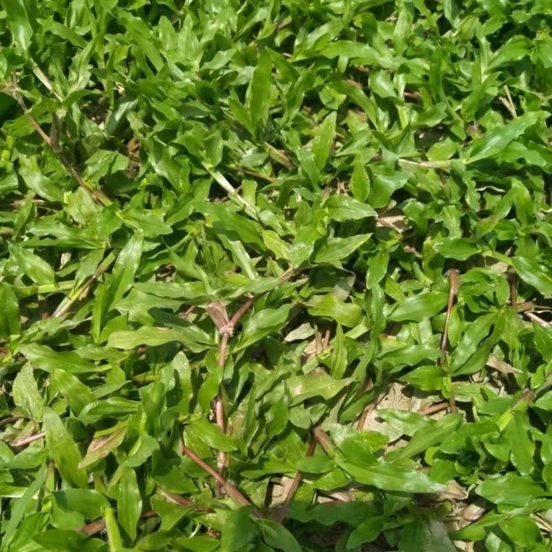 绿化草皮种植基地直售价格合理，十成带土草皮低价出售