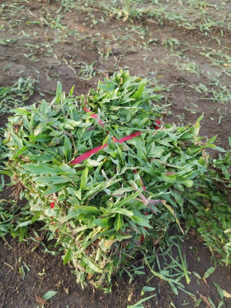 绿化草皮种植基地直售价格合理，十成带土草皮低价出售