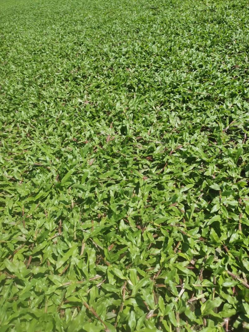 绿化草皮种植基地直售价格合理，十成带土草皮低价出售
