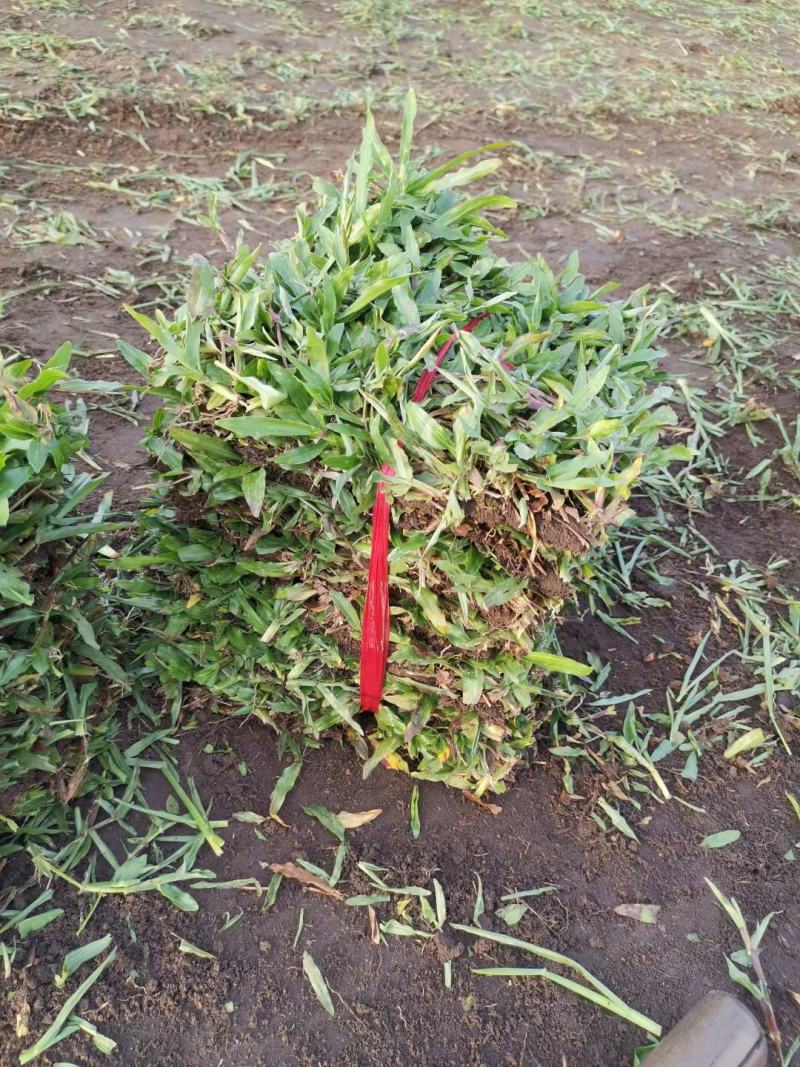绿化草皮种植基地直售价格合理，十成带土草皮低价出售