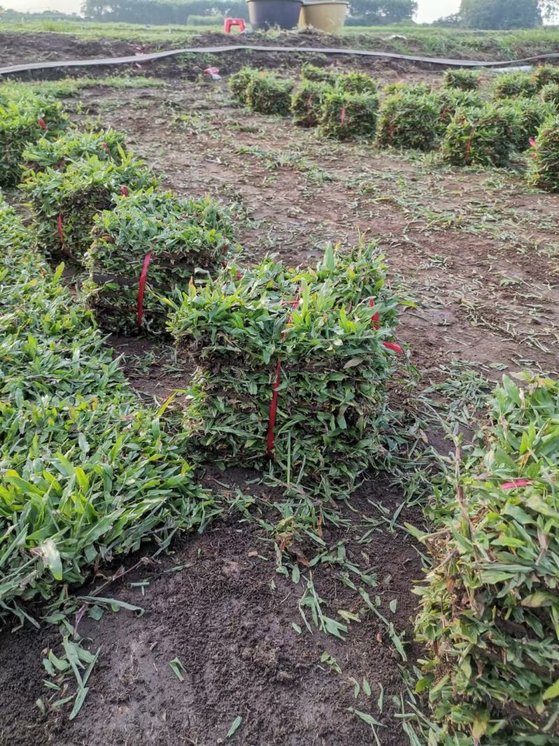绿化草皮种植基地直售价格合理，十成带土草皮低价出售