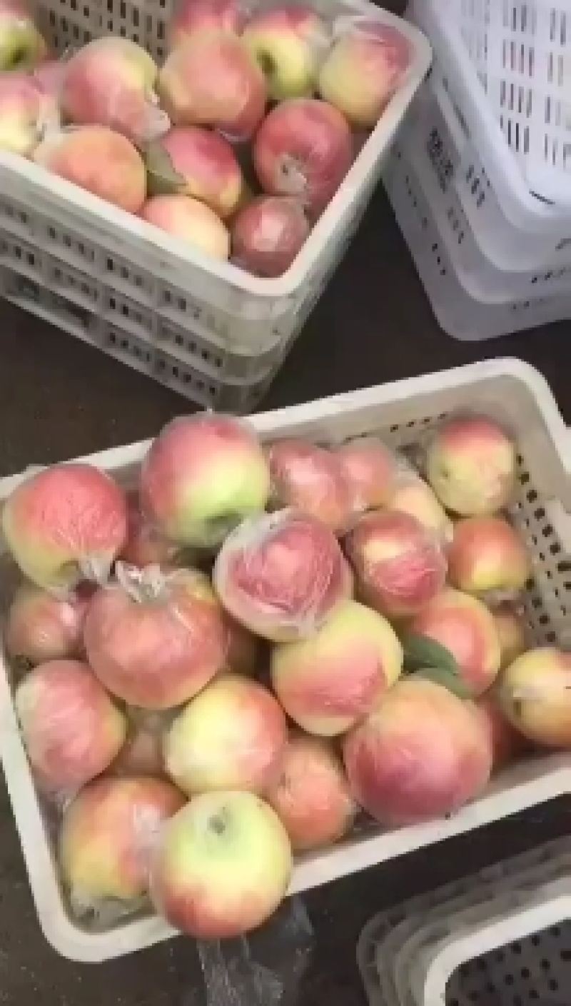 山东优质冰糖心红露苹果种植基地产地批发量大从优