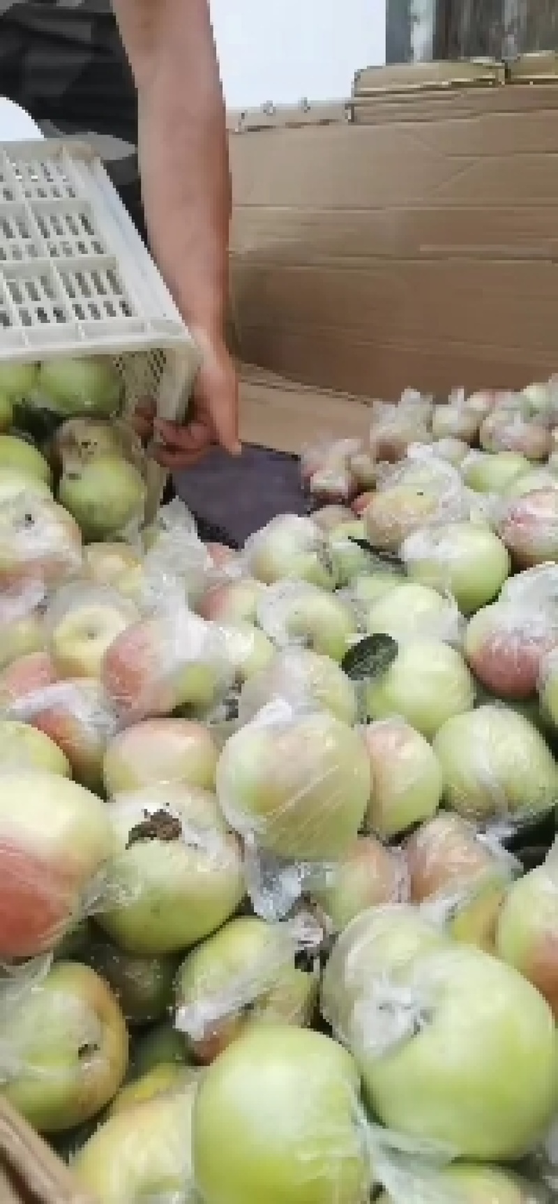 山东优质冰糖心红露苹果种植基地产地批发量大从优