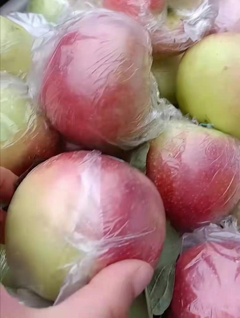 山东优质冰糖心红露苹果种植基地产地批发量大从优