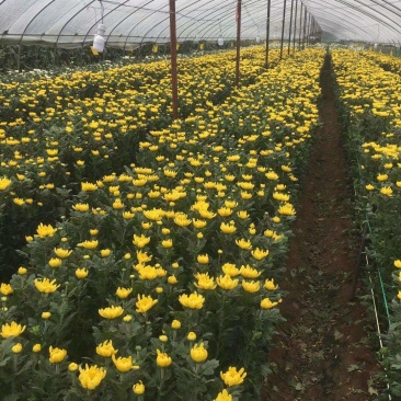 鲜菊花