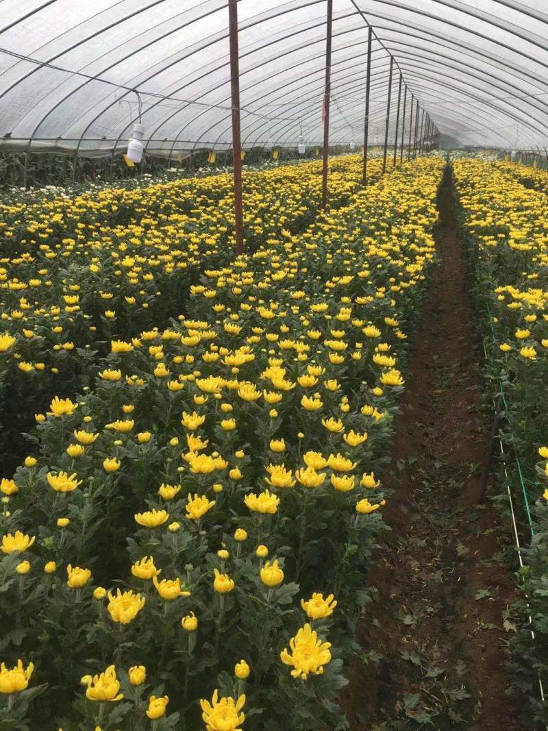 鲜菊花