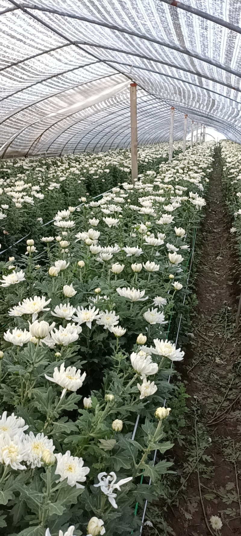 鲜菊花