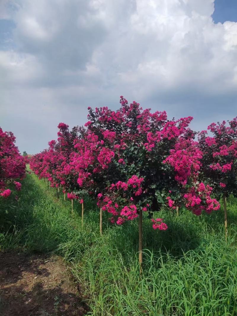 庭院彩叶树种百日红，紫薇，红花紫薇树