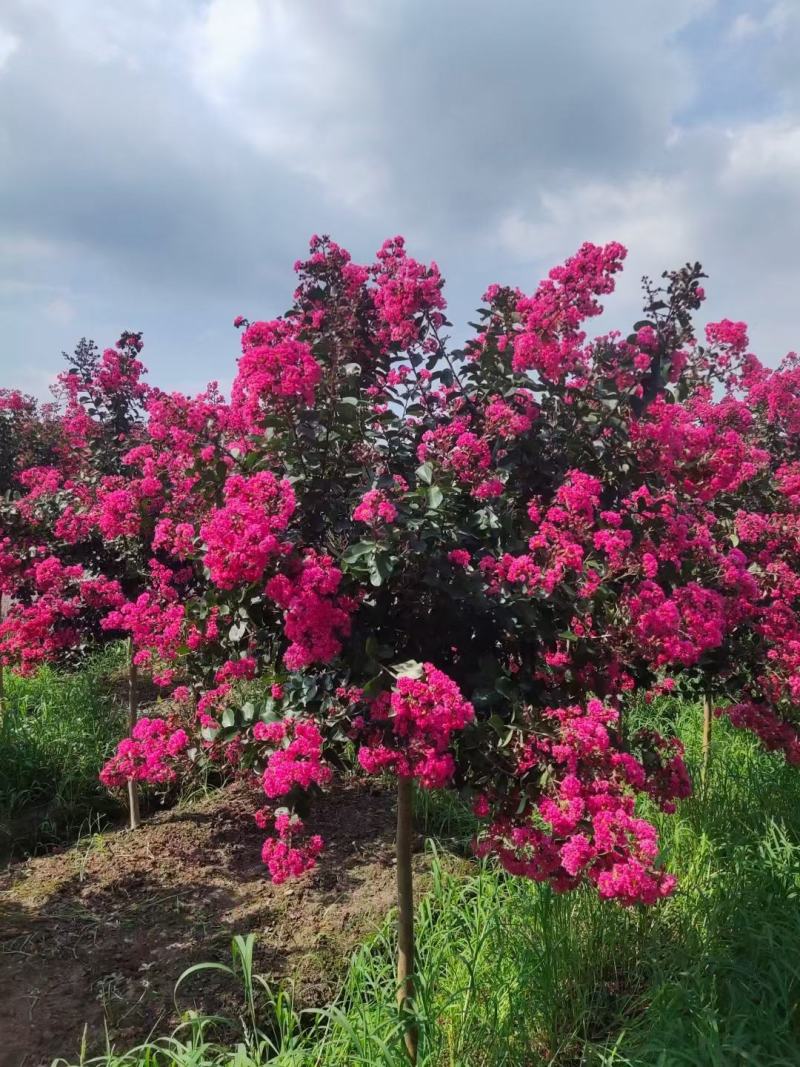 庭院彩叶树种百日红，紫薇，红花紫薇树