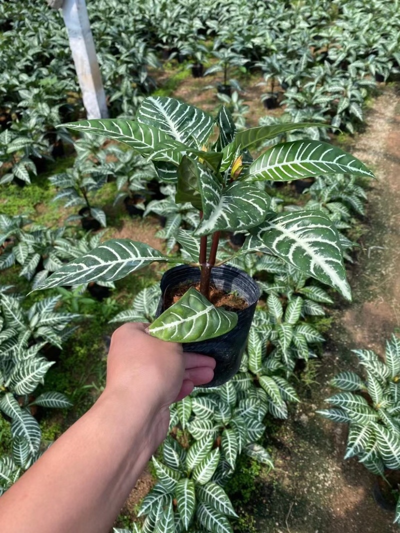 斑马花银脉爵床净化空气小盆栽产地直销批发