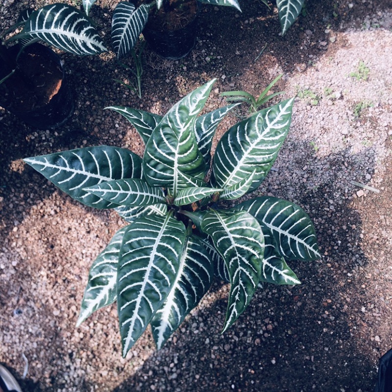 斑马花银脉爵床净化空气小盆栽产地直销批发
