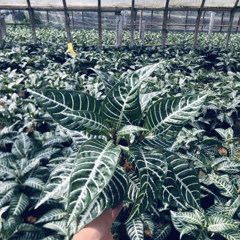 斑马花银脉爵床净化空气小盆栽产地直销批发