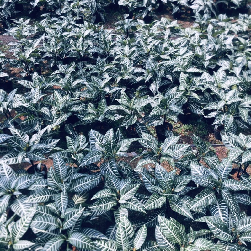 斑马花银脉爵床净化空气小盆栽产地直销批发