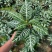 斑马花银脉爵床净化空气小盆栽产地直销批发