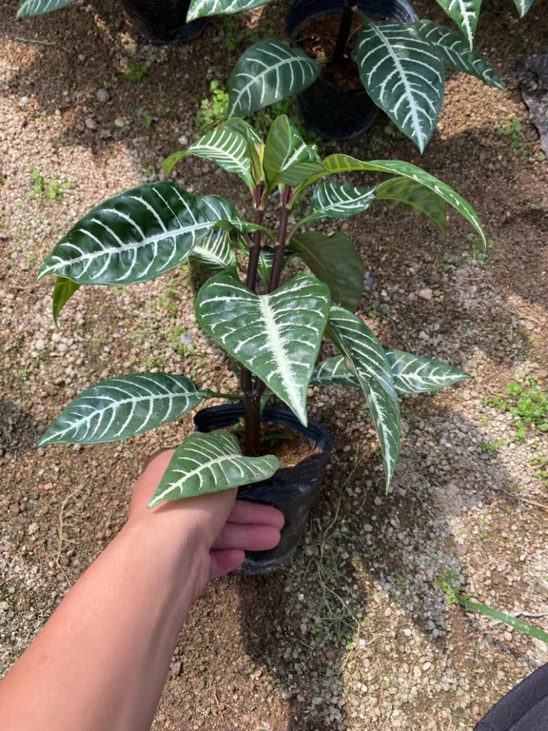 斑马花银脉爵床净化空气小盆栽产地直销批发