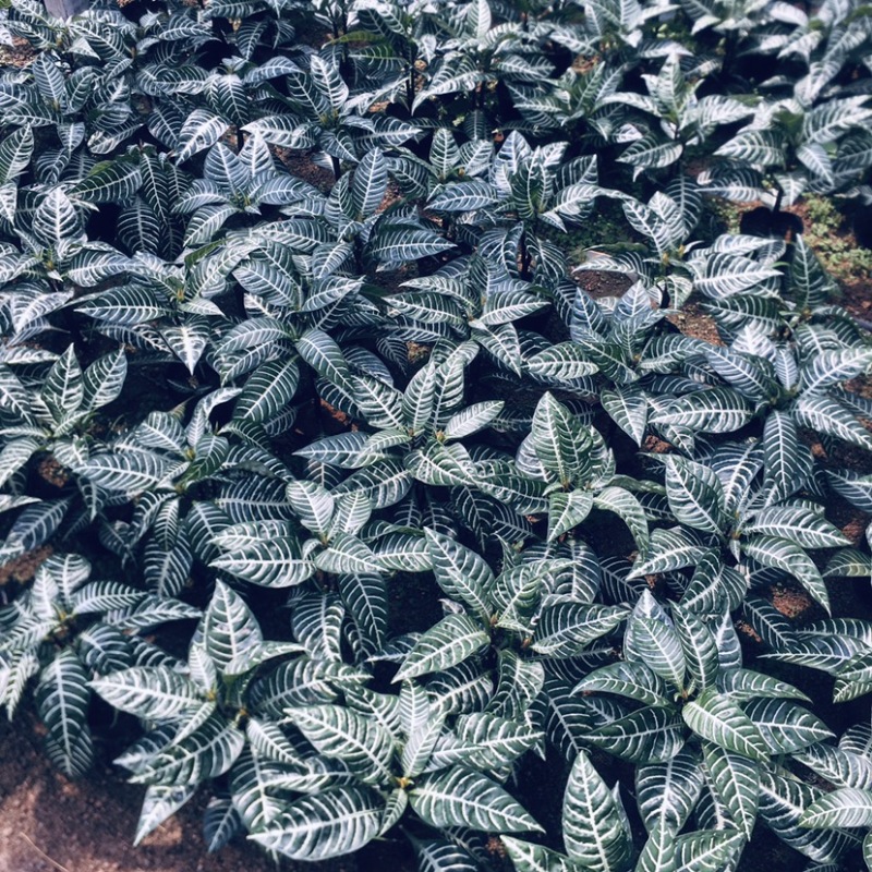 斑马花银脉爵床净化空气小盆栽产地直销批发