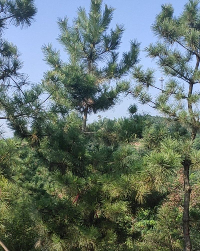 黑松树黑松苗黑松盆景桩行道树景观树造型松