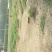 求租，租地