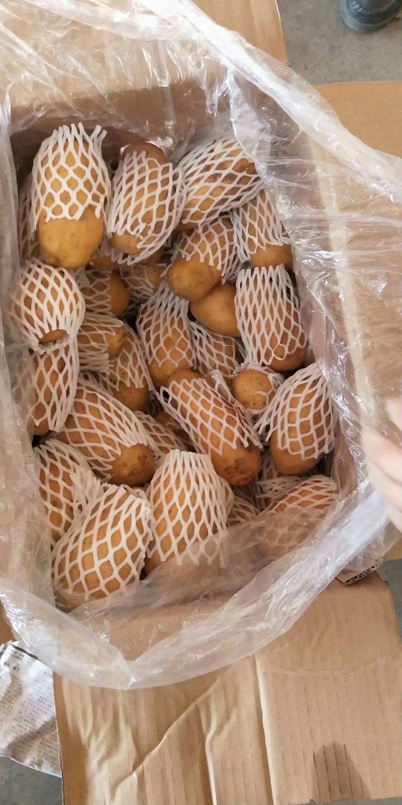 山东冷库土豆大量供应箱装袋装全国发货