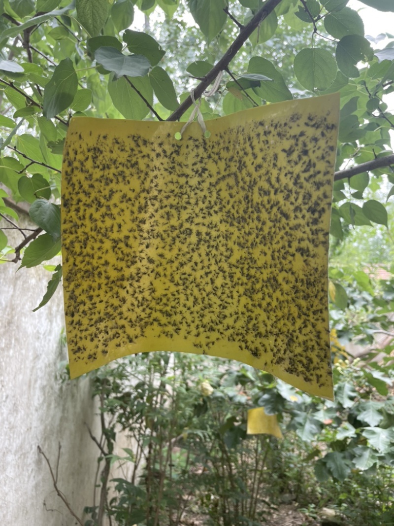 双面粘虫板黄蓝一体大棚蔬菜果园有效灭虫板诱虫板蓝板小黑飞