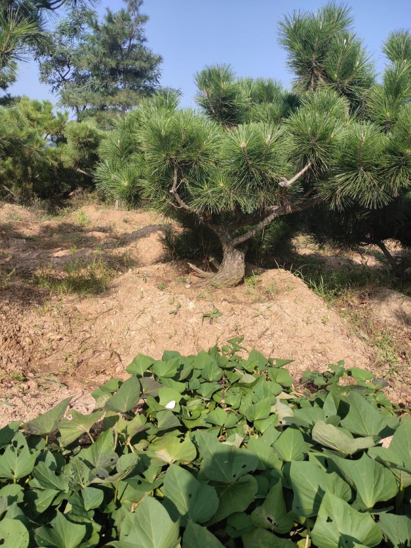 黑松树黑松苗黑松盆景桩行道树景观树造型松