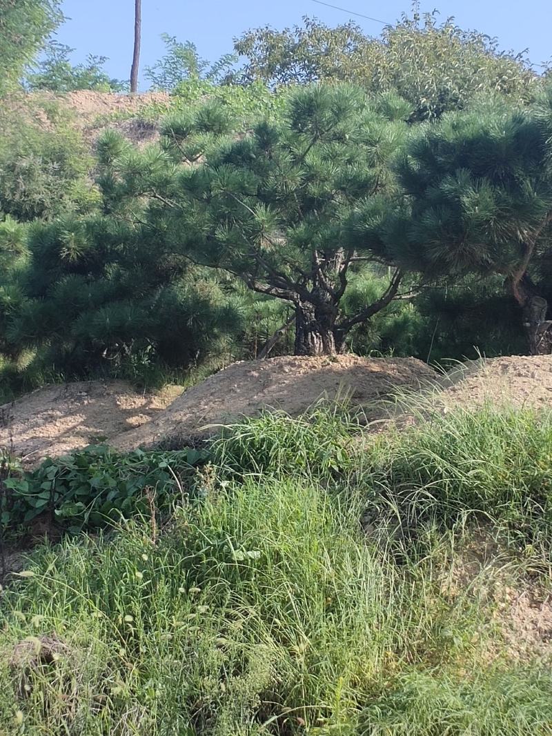 黑松树黑松苗黑松盆景桩行道树景观树造型松