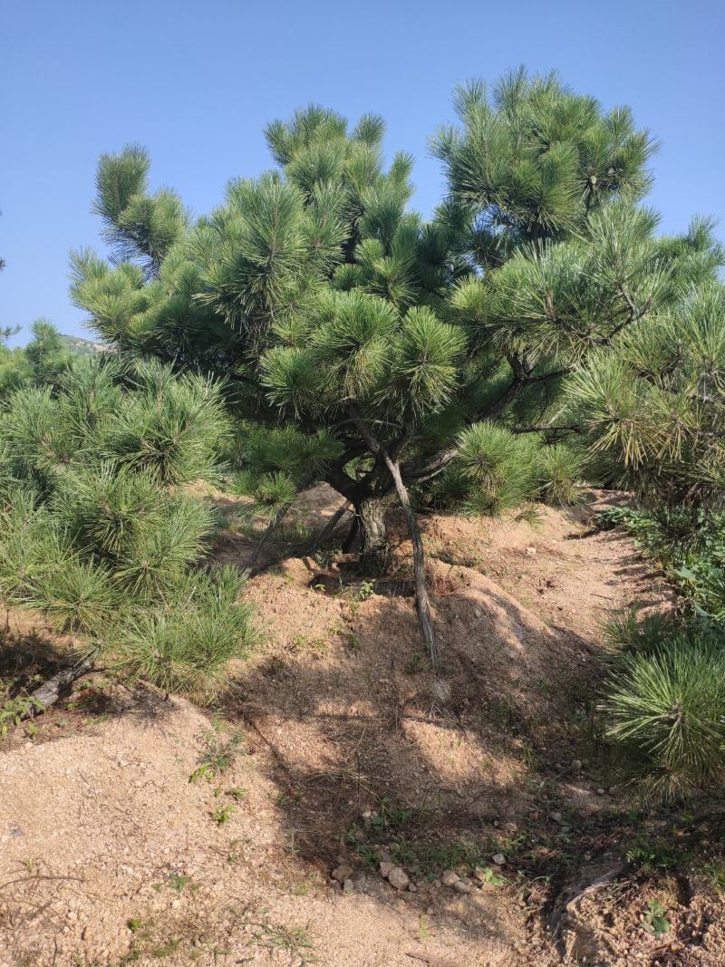 黑松树黑松苗黑松盆景桩行道树景观树造型松