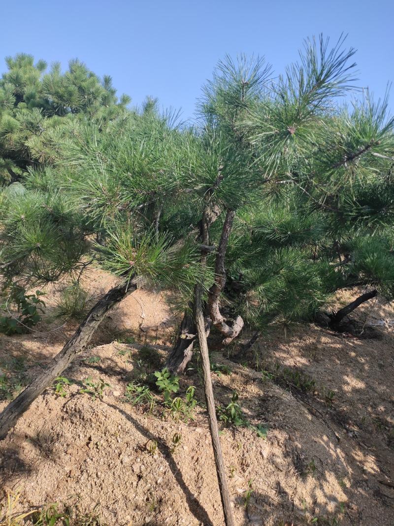 黑松树黑松苗黑松盆景桩行道树景观树造型松
