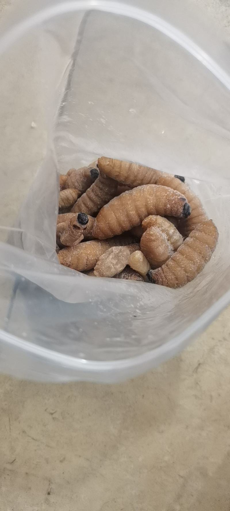 竹笋虫