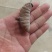 竹笋虫