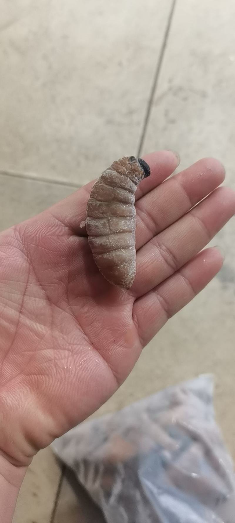 竹笋虫