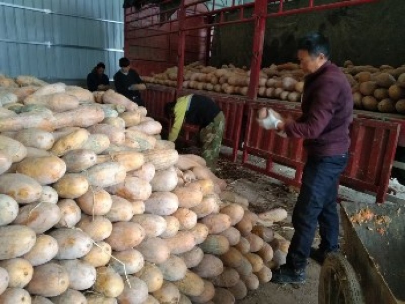 南瓜金韩蜜本南瓜老南瓜产地一手货源