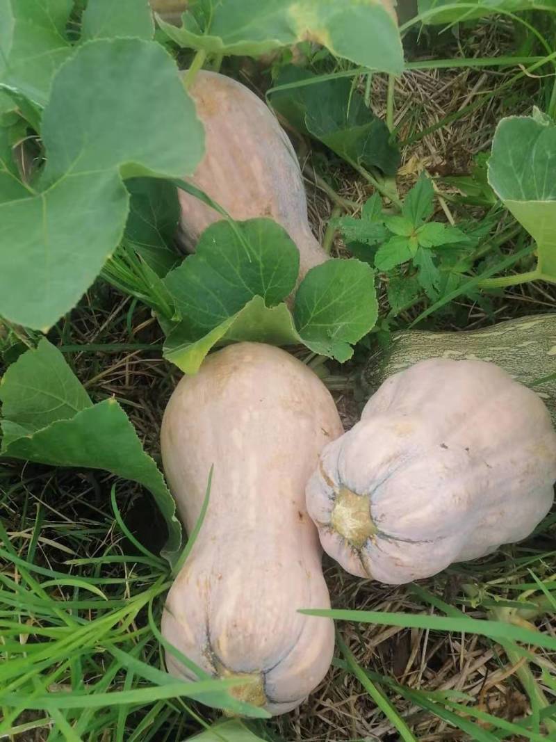 南瓜金韩蜜本南瓜老南瓜产地一手货源