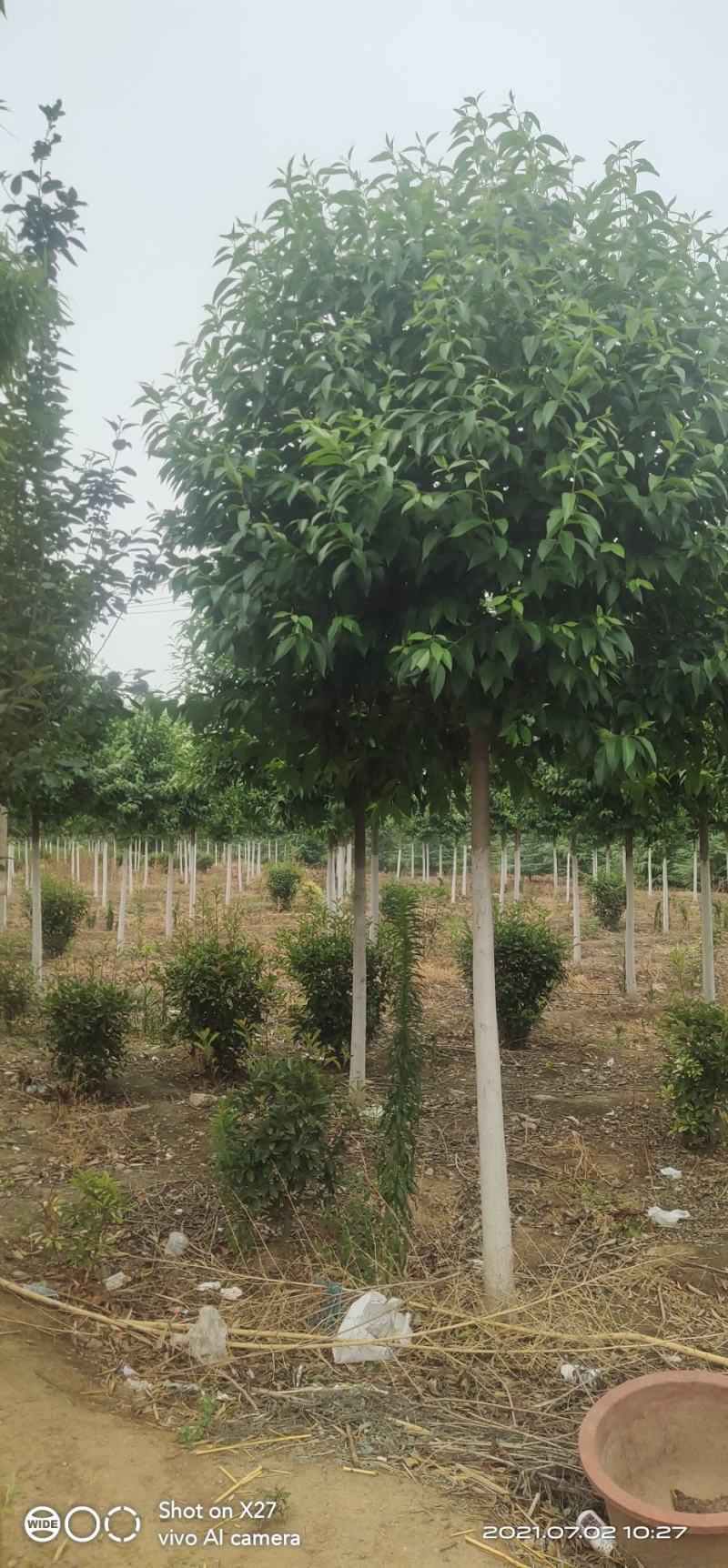 杜种树，自家苗木基地，各种规格都有，可视频看货