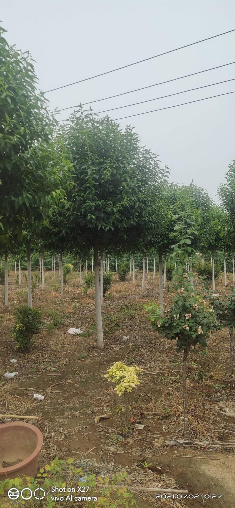 杜种树，自家苗木基地，各种规格都有，可视频看货