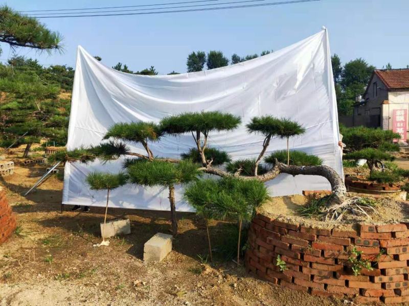 迎客松，造型松小精品，庭院景观松，别墅黑松，房地产黑松
