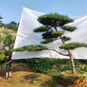 迎客松，造型松小精品，庭院景观松，别墅黑松，房地产黑松