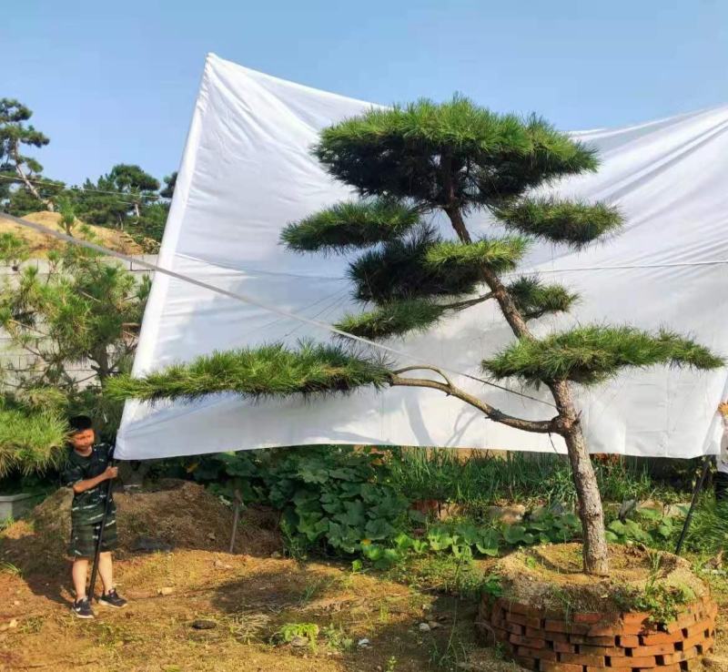 迎客松，造型松小精品，庭院景观松，别墅黑松，房地产黑松