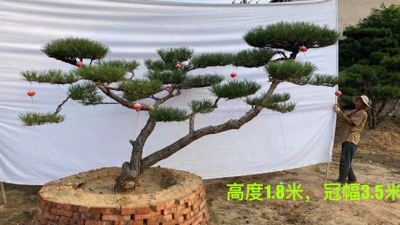 迎客松，造型松小精品，庭院景观松，别墅黑松，房地产黑松
