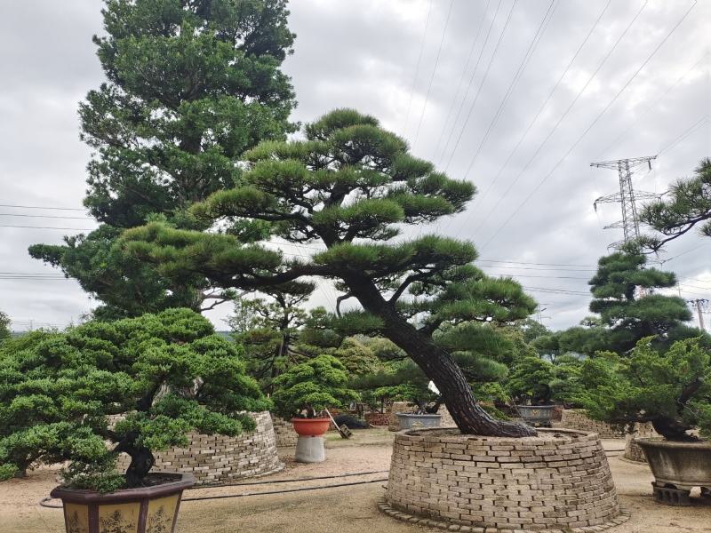迎客松，造型松小精品，庭院景观松，别墅黑松，房地产黑松