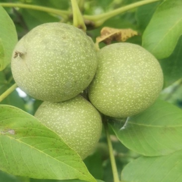 青皮核桃