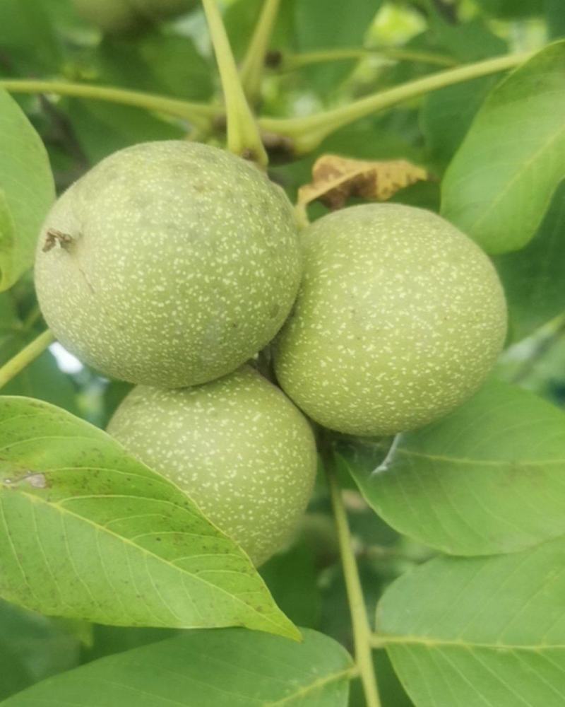 青皮核桃